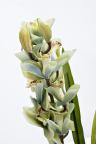 29BJ-911-33 Орхидея CYMBIDIUM белая искусственная в горшке h110 см