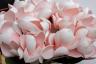 96CN-RG0002 Диффузор Magnolia pink , спрей Winter in Chatou 10ml + спрей Charente rose 10ml в упак.